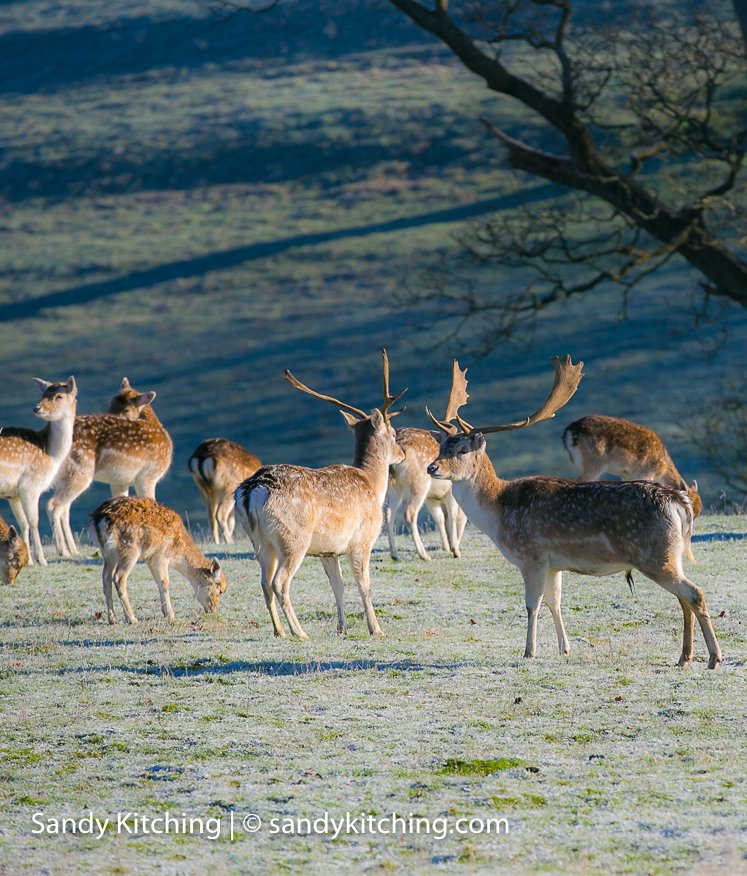 sandykitching's tweet photo. Looking forward to getting camera out in 2019 starting with Dallam deer in mist https://t.co/LMFLapAaOm