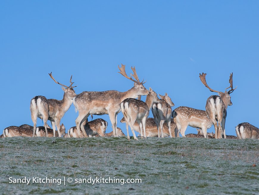 sandykitching's tweet photo. Looking forward to getting camera out in 2019 starting with Dallam deer in mist https://t.co/LMFLapAaOm