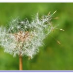 towerham's tweet image. Chia Seeds: Two Simple Recipes for Beginners

Chia seeds were once considered by the Aztecs even more precious than gold. These superfoods are rich in vitamins, es ..

ultimatesuperfoods.org/chia-seeds-two…