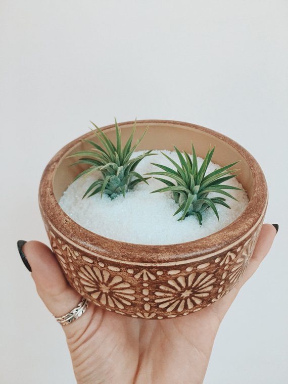 DevinSanta's tweet image. Bohemian Air Plant Display #trend #sand 
$35.00
➤ goo.gl/QuME4a