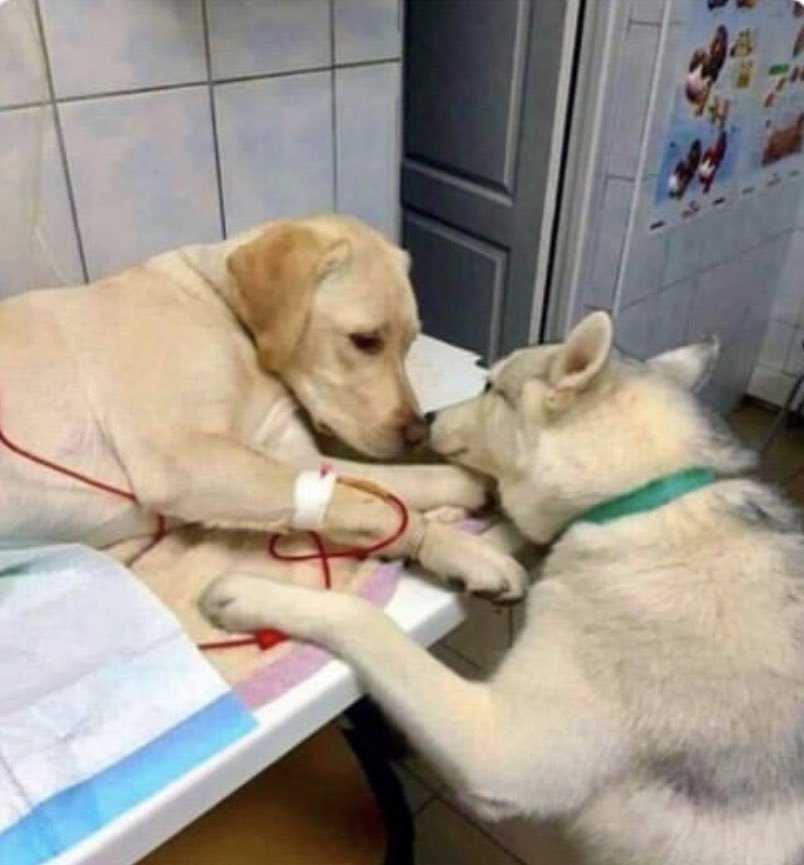 “we’re staying together.” - our new otp, pupperbeth
📷: <a href="/jsavite/">JustMe</a>