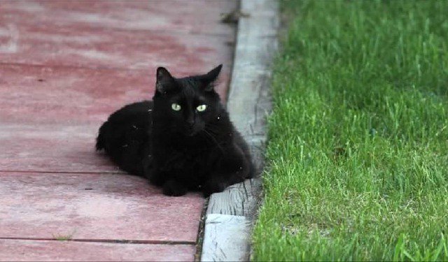 StuffCatsWant's tweet photo. *Cat Of the Week - Audrey - February 4th 2019*

Come meet Audrey the Outdoor Adventure Cat! Audrey loves to go kayaking and can't wait to meet you...

https://t.co/FQyMnbgk19

#meow #meowmeow #cat #cats #CatOftheWeek #CatsOfTwitter https://t.co/VeolOSiHMP