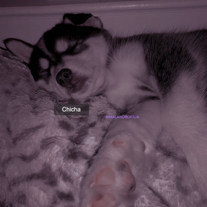 ✨— My first day with this baby.

         ➤ My little monster is so sweet when he sleeps.