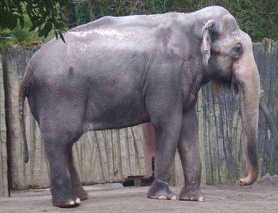 FreeORZOOeles's tweet photo. Come on down to the Oregon Zoo Saturday, from 12 to 2, to help us observe World Zoothansia Day. Let the zoo know you are against killing animals to benefit the zoo's financial bottom line. Killing is not conservation! https://t.co/tsvWFAi9Ie