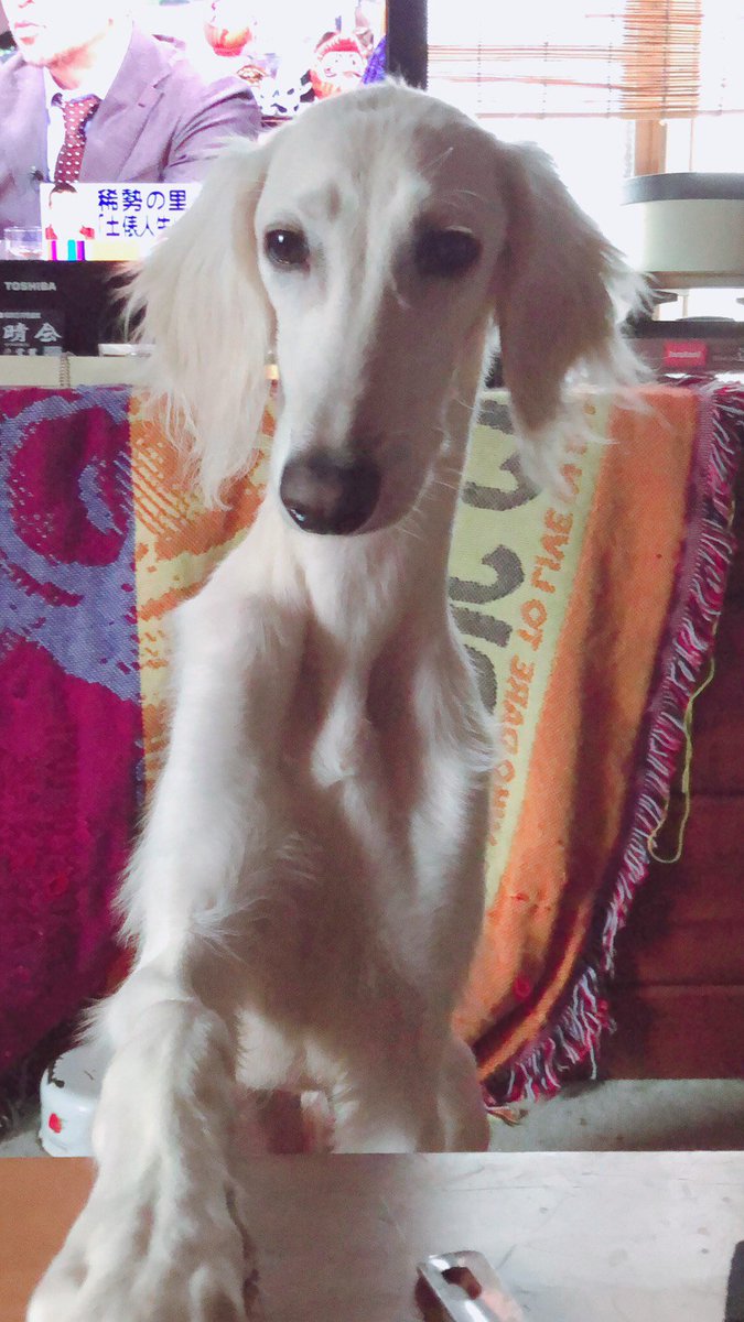 犬ちゃん Lang Ja Anazhthsh Sto Twitter Twitter 犬ちゃん Lang Ja Anazhthsh Sto Twitter Twitter