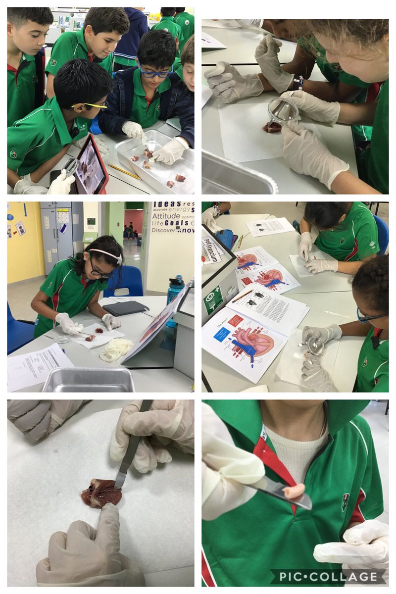 DIAB_Grade5's tweet photo. Chicken heart dissection #DIABGrade5 #DIABInquirers https://t.co/u9UtS4o7NF