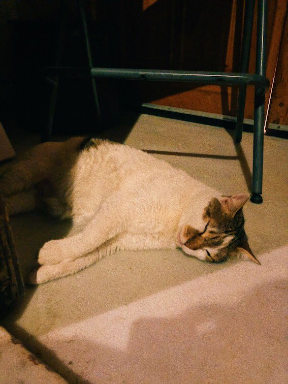 turkey_ayuka's tweet photo. 🐈今日のトルコねこさんぽ🐈

ハマムの入り口でぬくぬくする猫
蒸気が漏れてものすごくあったかい。

#トルコ #イスタンブール #トルコねこさんぽ https://t.co/fnurW9oyEF