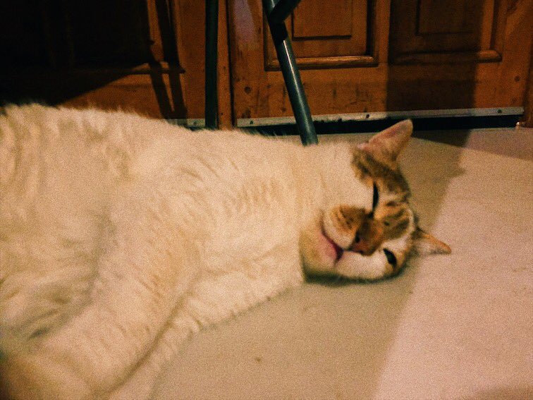 turkey_ayuka's tweet photo. 🐈今日のトルコねこさんぽ🐈

ハマムの入り口でぬくぬくする猫
蒸気が漏れてものすごくあったかい。

#トルコ #イスタンブール #トルコねこさんぽ https://t.co/fnurW9oyEF