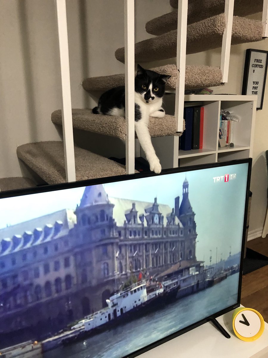 busraakdogan's tweet photo. Don't worry, hooman. I will hold the TV so it won't fall down. 👌🏻 #atom #atomthecat #adventuresofatom #verybigcat #catsofinstagram #catsofhouston #catsoftexas https://t.co/NMA97Ka1jz