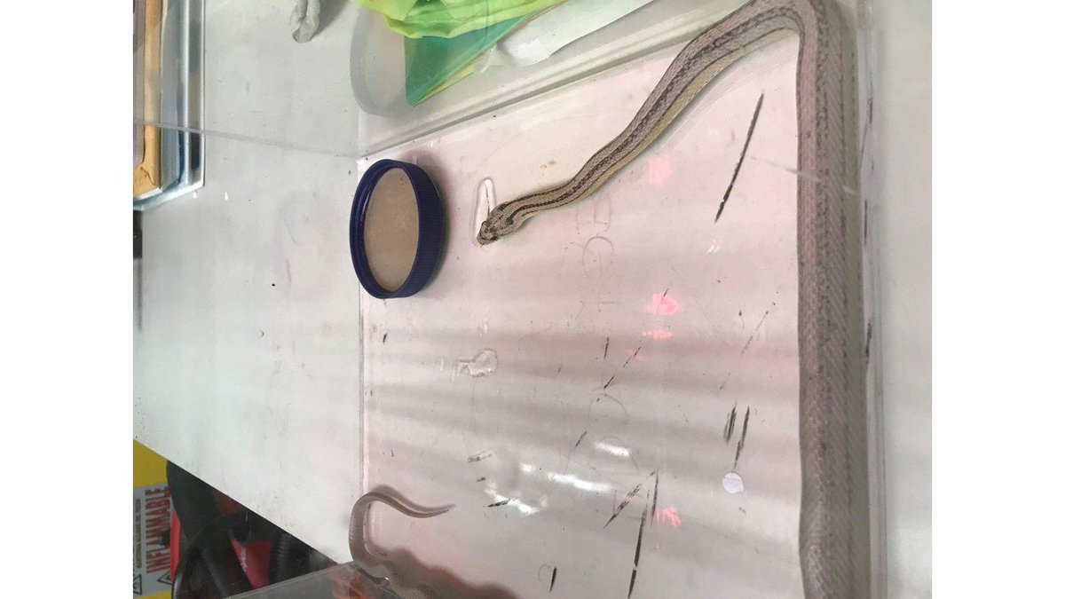 KHONnews's tweet photo. Live snake captured in Waipahu yard https://t.co/x1aHeWoDGO https://t.co/gq2uEs2x4t