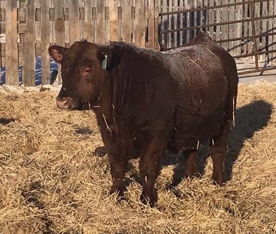 We have 15 yearling bulls and 2 two year olds that we will be selling off the farm this year.  

Send a message if you would like to come and take a look. 

#cdnangus <a href="/cdnangus/">Canadian Angus</a>