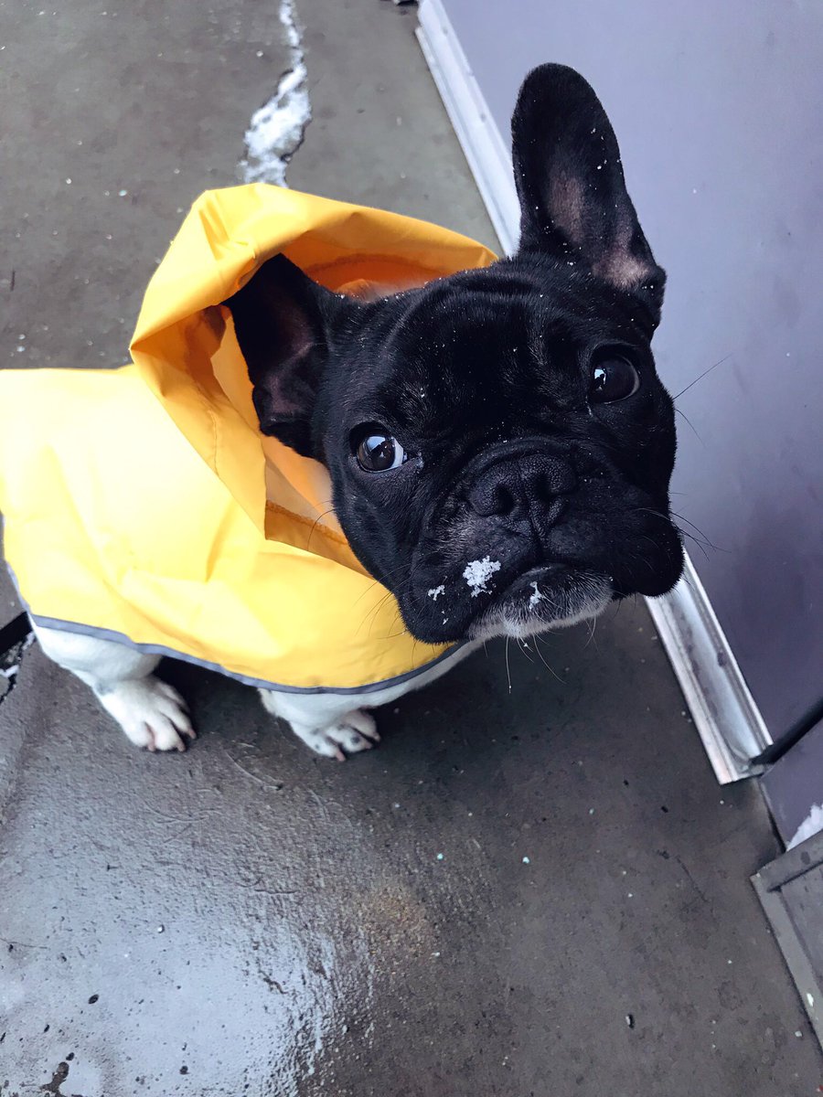 JWeezyFbabyy's tweet image. Boo had her first snow adventure and first day of work all in one! Why does she sit like that? Who knows... #properpup #dogsofamazon