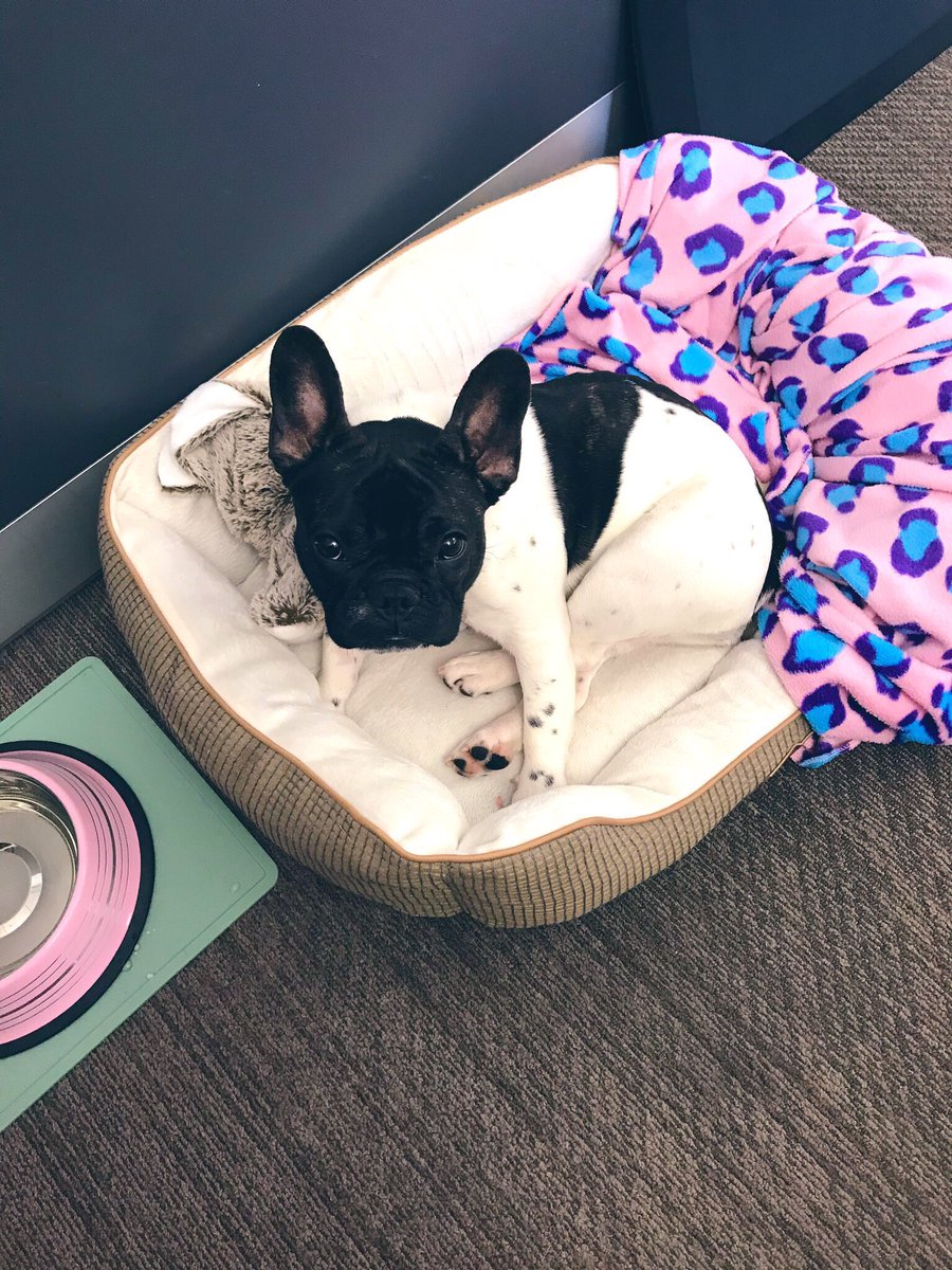 JWeezyFbabyy's tweet image. Boo had her first snow adventure and first day of work all in one! Why does she sit like that? Who knows... #properpup #dogsofamazon