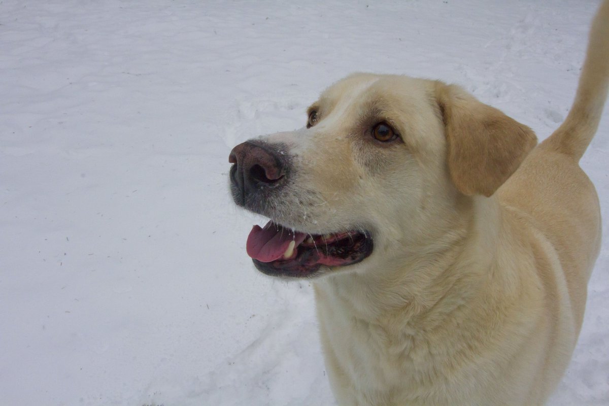 Audsabeth's tweet photo. Happy Gotcha Day, Winchester. 💙
#rescuedog #SnowMageddon2019 @KitsapHumaneSoc https://t.co/T5PpSsqlil