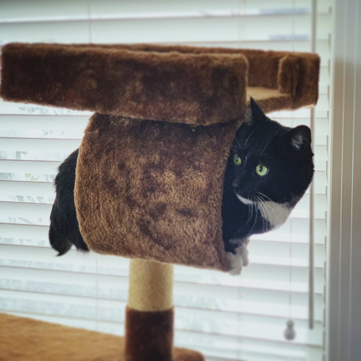 TheRealMeow4's tweet photo. Goodnight all, it’s been a great day snuggling with mommy and daddy...and getting extra treats! 🐾
#familytime #snowday #meowmeow #tuxedoprincess #therealmeow https://t.co/H3czTcv3I9
