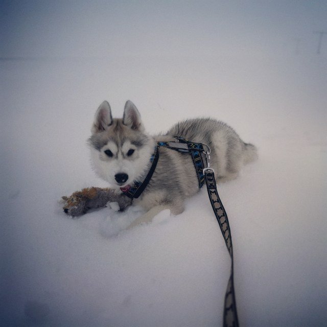 hiking_dogs's tweet photo. 38. Int. Schlittenhunderennen Liebenscheid - https://t.co/Es80KH6cFv https://t.co/4KZW7cWZKd