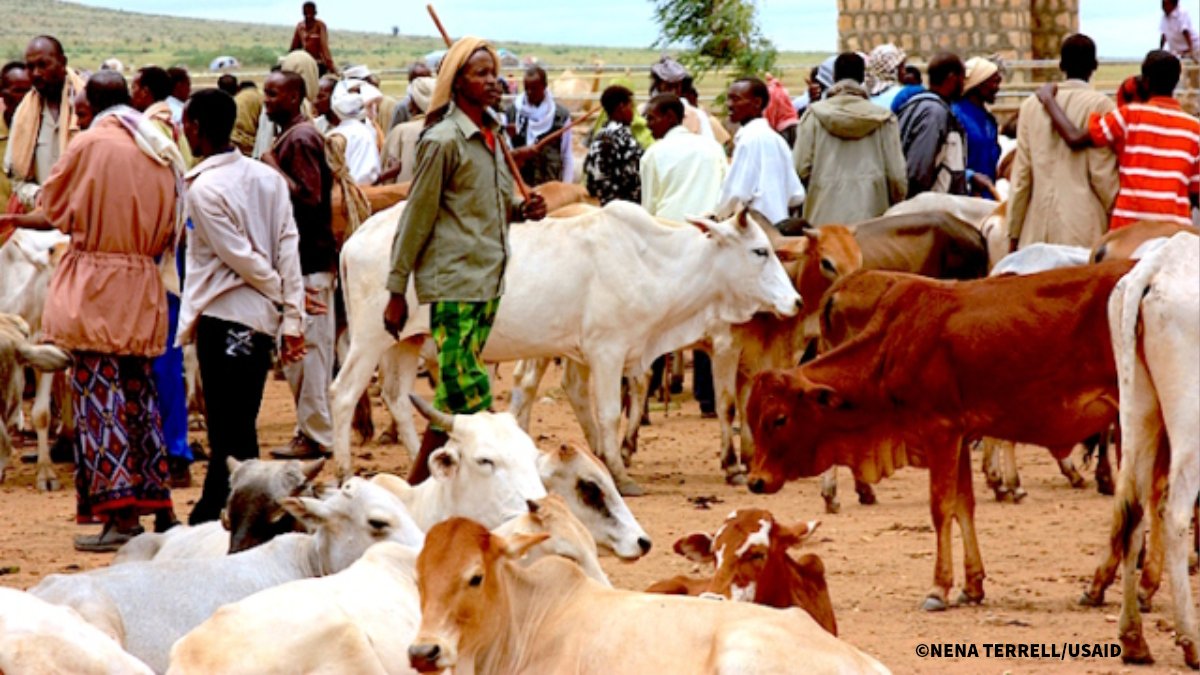 CTAflash's tweet photo. #myAnga, un service d'information agri-météo, prévient les communautés pastorales du Kenya des conditions météo et des cultures fourragères pour leur permettre de modifier leurs pratiques face à la sécheresse. Plus ici: https://t.co/hXjHfjPyd9 #CLIMARK @amfratech @aWhere https://t.co/Z98RFsQYVB