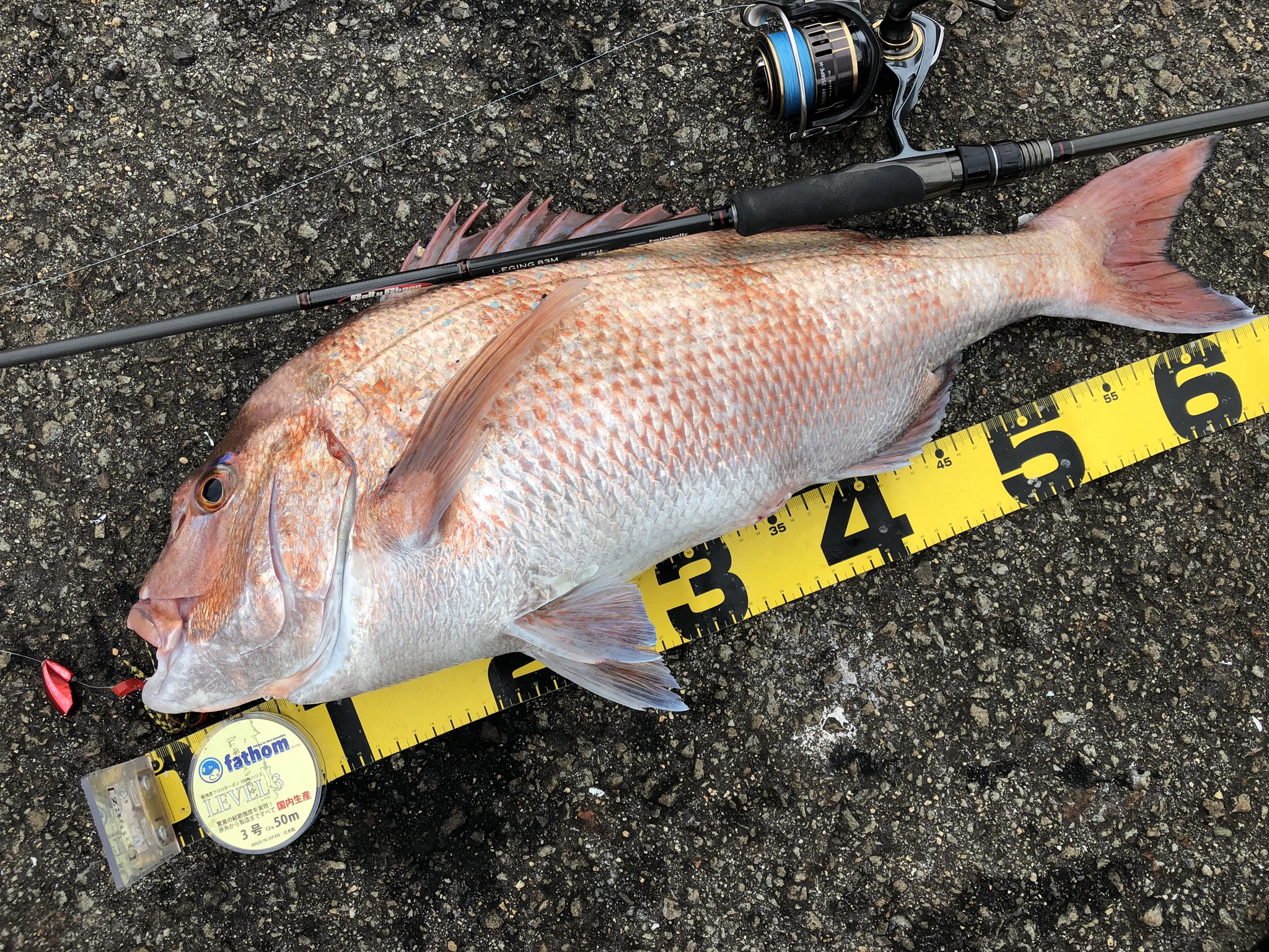 野良 平八 V Twitter エギングロッドにタイラバつけて ショアレッド