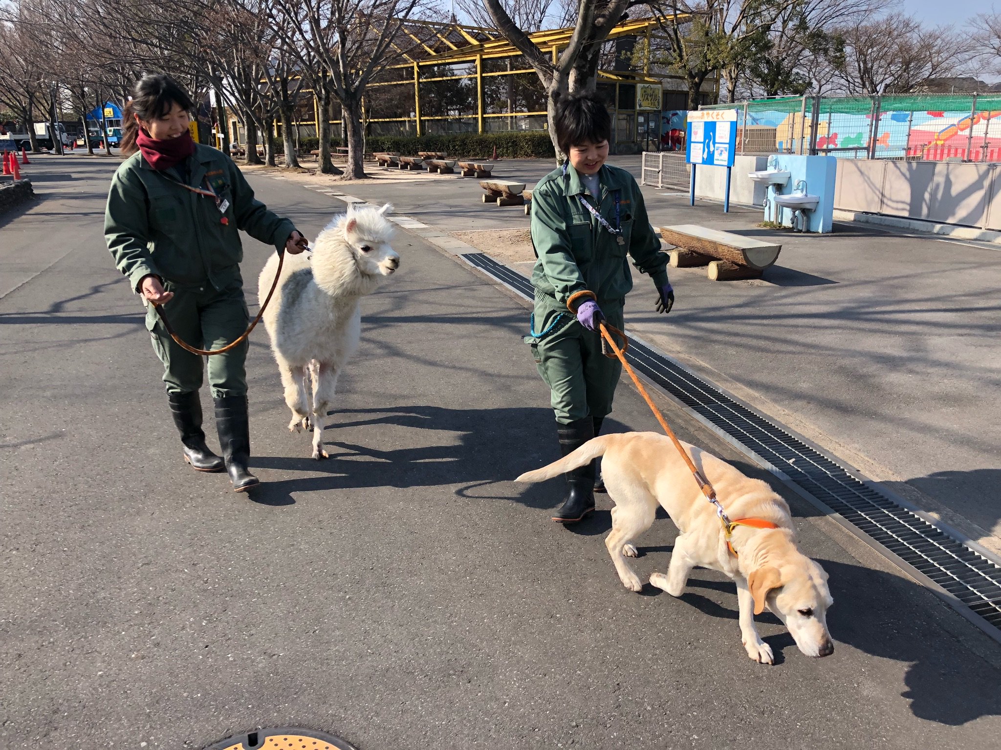 Twitter 上的 東武動物公園 公式 リュウくん 今日は休園日なので ましろちゃんときなこちゃんとで ぶらり園内散歩に行ってきました きなこちゃんは おおはしゃぎ ましろちゃんは 少しおどおどしていながらも 楽しく良い運動になりました 東武動物公園