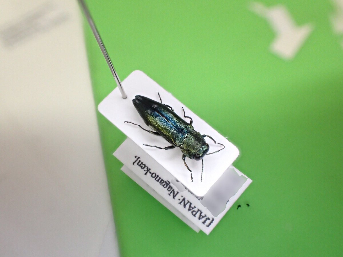 昆虫標本ラベルの作成と表記の方法について 標本作成
