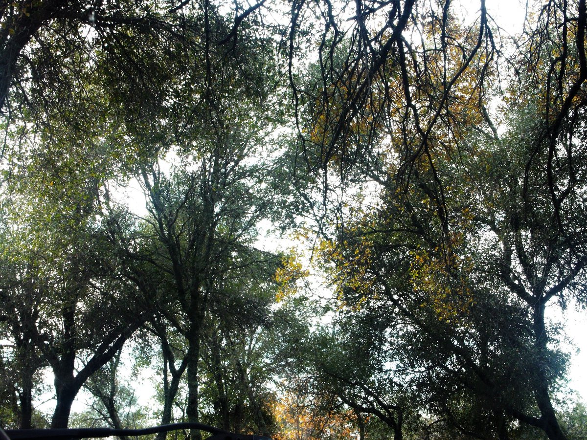tg_pix_'s tweet photo. Always keep looking up. 

#photographer #photography #trees #sky #green #oak #norcal #shinglespringsca #art #artist https://t.co/XDmufU0auv