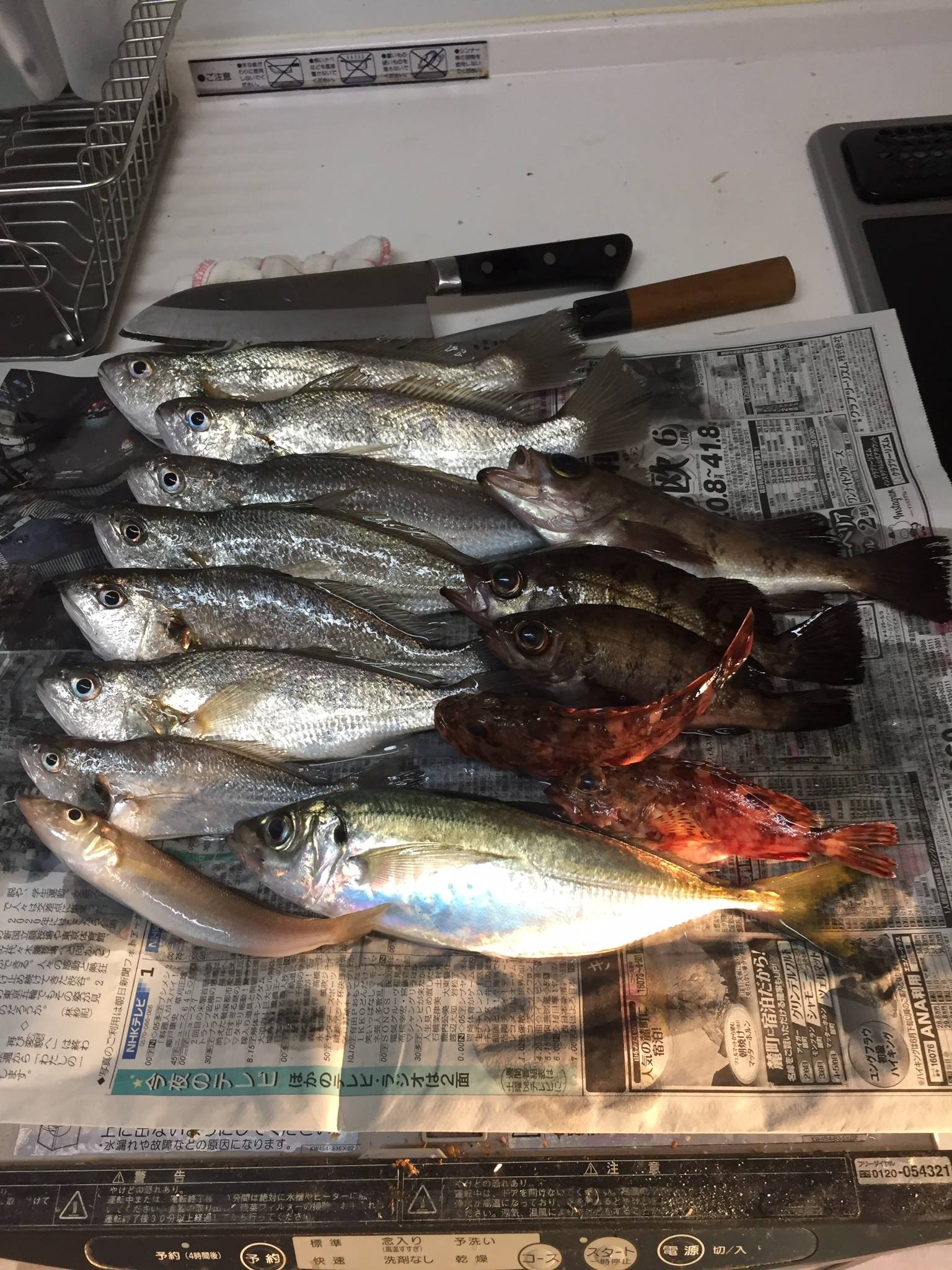 柑橘ゆすら En Twitter 昨日の釣果 金沢八景 メバル船 メバルはあまり釣れなかったけど イシモチがたくさん釣れた 五目達成で満足感高い 近いうちに また行きたい T Co Sb5u0rogng Twitter
