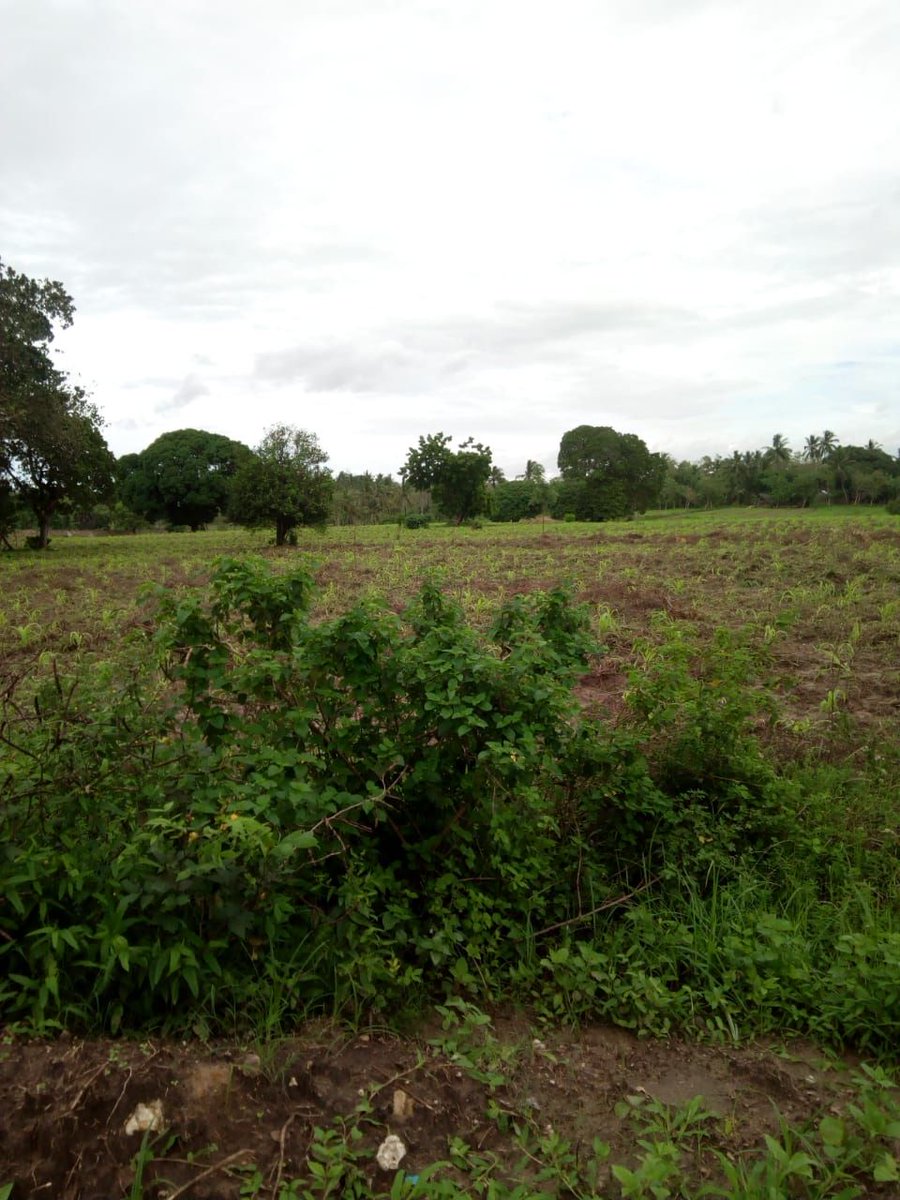 ShomotoRealtorz's tweet photo. 3 Acres Kadzengo-Kikambala, within Kilifi County, 100 meters from main malindi-mombasa road. #SeaSide. Freehold Title . KES. 6Millions per acre #KilifiHOTDEALS #PrimePropertyForSale #KIkambalaPropertiesHOTDEALS ….ReTweet Plz https://t.co/sGrOSzQE0c