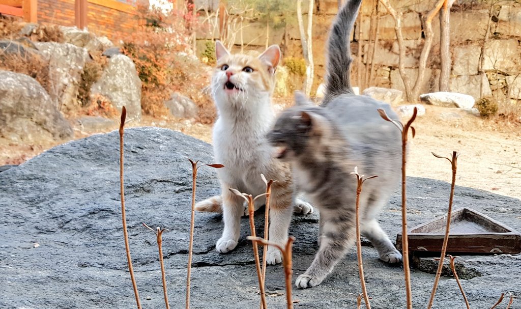 bau_cats's tweet photo. .               끄아 취 까취
                  스얼나알으은

                                      으어어줘께에
                                        궈어여어어어 https://t.co/JPodbrO6lI