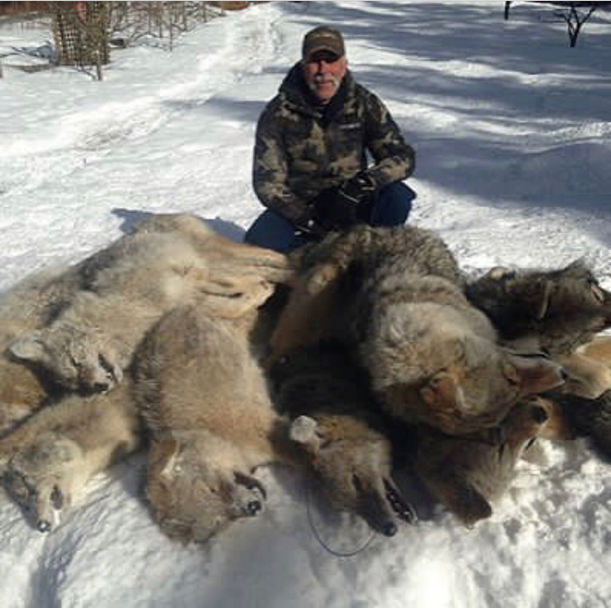 AndjelkaPe's tweet photo. 🤮Suis je la seule à trouver ce massacre ignoble et inutile 🤮
Le loup est indispensable à notre écosystème!
Evil 👹 https://t.co/y2EB8W0Jho