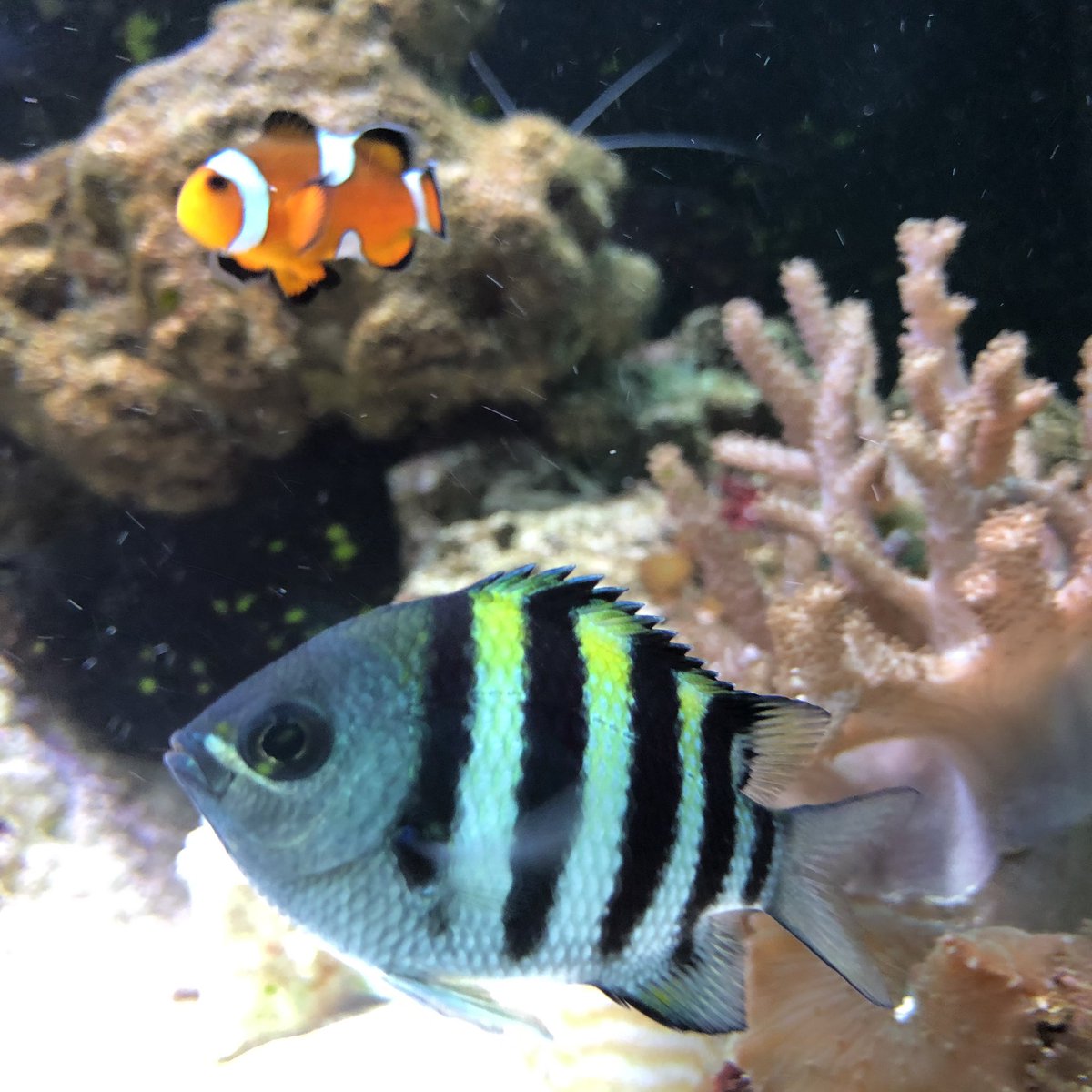 NatashaMillar5's tweet photo. @WAYDEKING Loving tanked @WAYDEKING and @BrettRaymer so much so it encouraged me to go MARINE from Malawi which was a big step as I’ve only ever kept tropical!! So far so gd 😉 https://t.co/ETT7nDlSOo