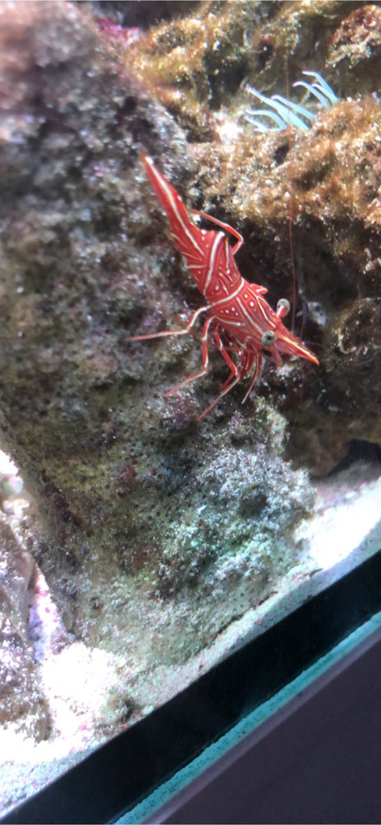 NatashaMillar5's tweet photo. @WAYDEKING Loving tanked @WAYDEKING and @BrettRaymer so much so it encouraged me to go MARINE from Malawi which was a big step as I’ve only ever kept tropical!! So far so gd 😉 https://t.co/ETT7nDlSOo