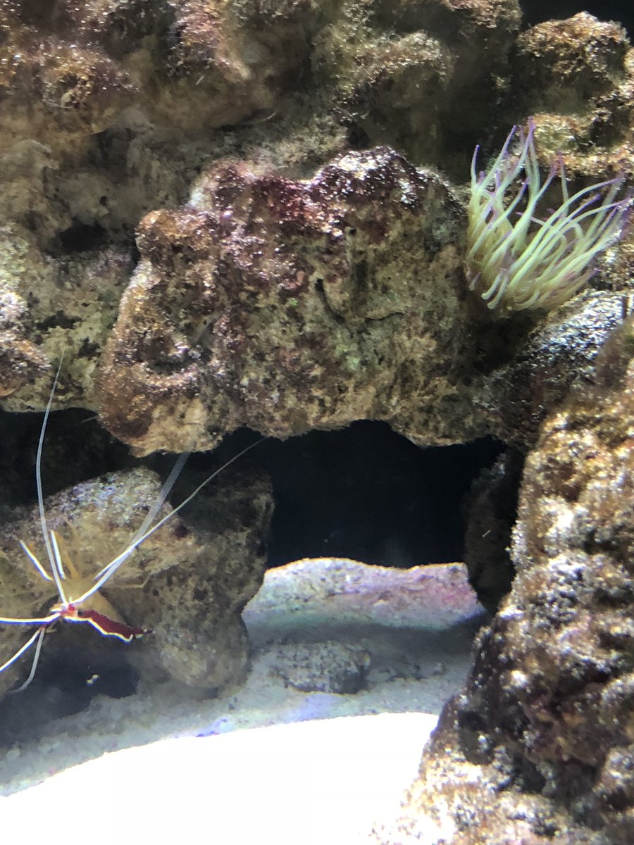 NatashaMillar5's tweet photo. @WAYDEKING Loving tanked @WAYDEKING and @BrettRaymer so much so it encouraged me to go MARINE from Malawi which was a big step as I’ve only ever kept tropical!! So far so gd 😉 https://t.co/ETT7nDlSOo