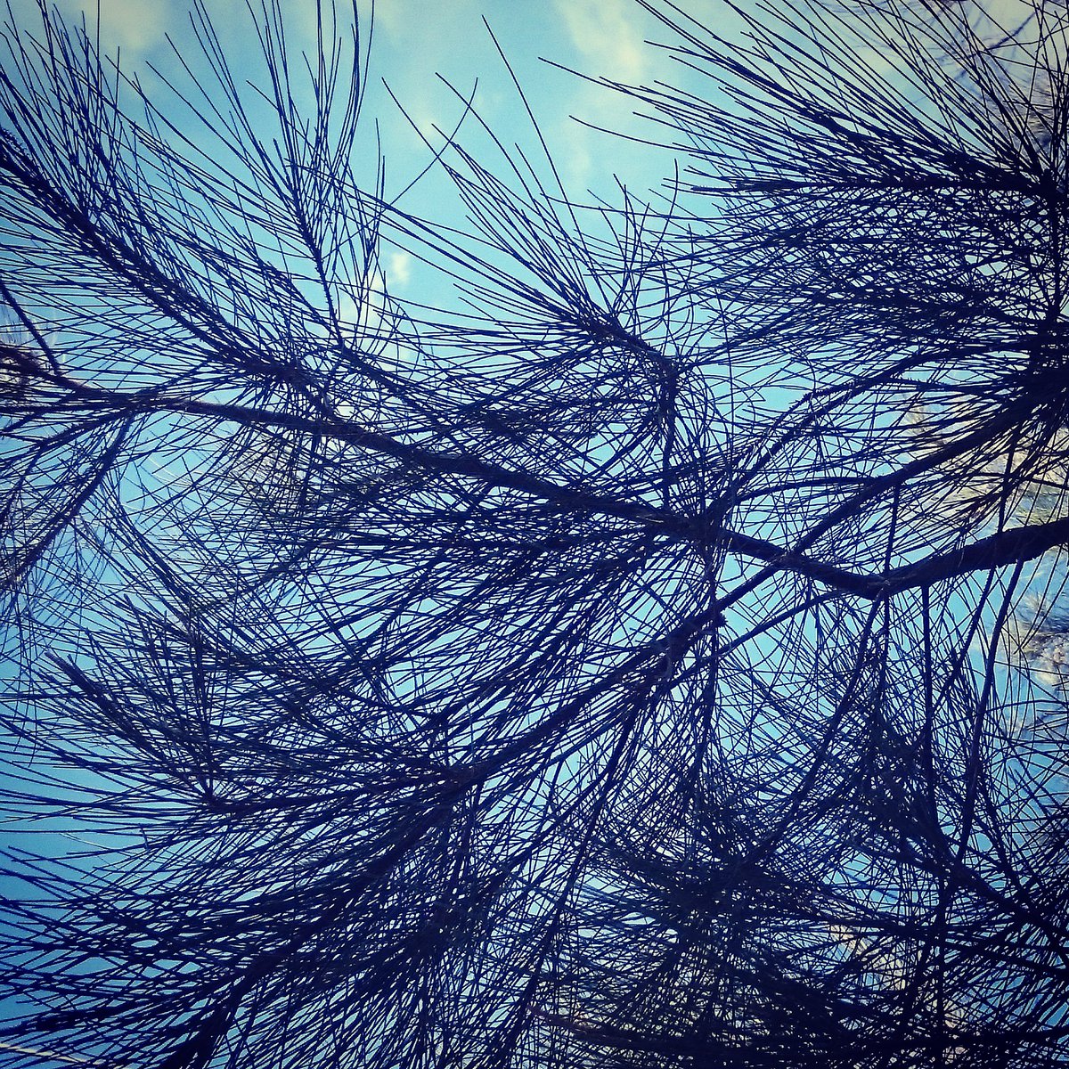 PhillipaTrelfo1's tweet photo. Casuarina. #australiantrees #outdoors #gardens #summer https://t.co/ModuxJhQtQ