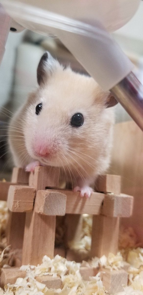 あなたのハムちゃんの名前の由来教えてください