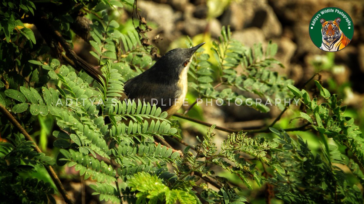 AdityaWildlife's tweet photo. #beautiful #bird #amazingbird #lovelybirds #clickby #adityaswildlifephotography #jewelsofnature #ilovemybirdsgear https://t.co/6KUGQAKuym