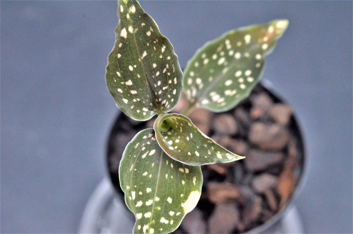 TheGAKI_pf's tweet photo. Microchilus tridax “Green”
変異個体なのか個体差なのか、それとも別か…
ホワイトドットが入るタイプのミクロキルス・トリダックス
アクバス、こちらも出品します。
#Microchilus
#jewelorchid
#TheGAKI https://t.co/vw1CFcOZDE