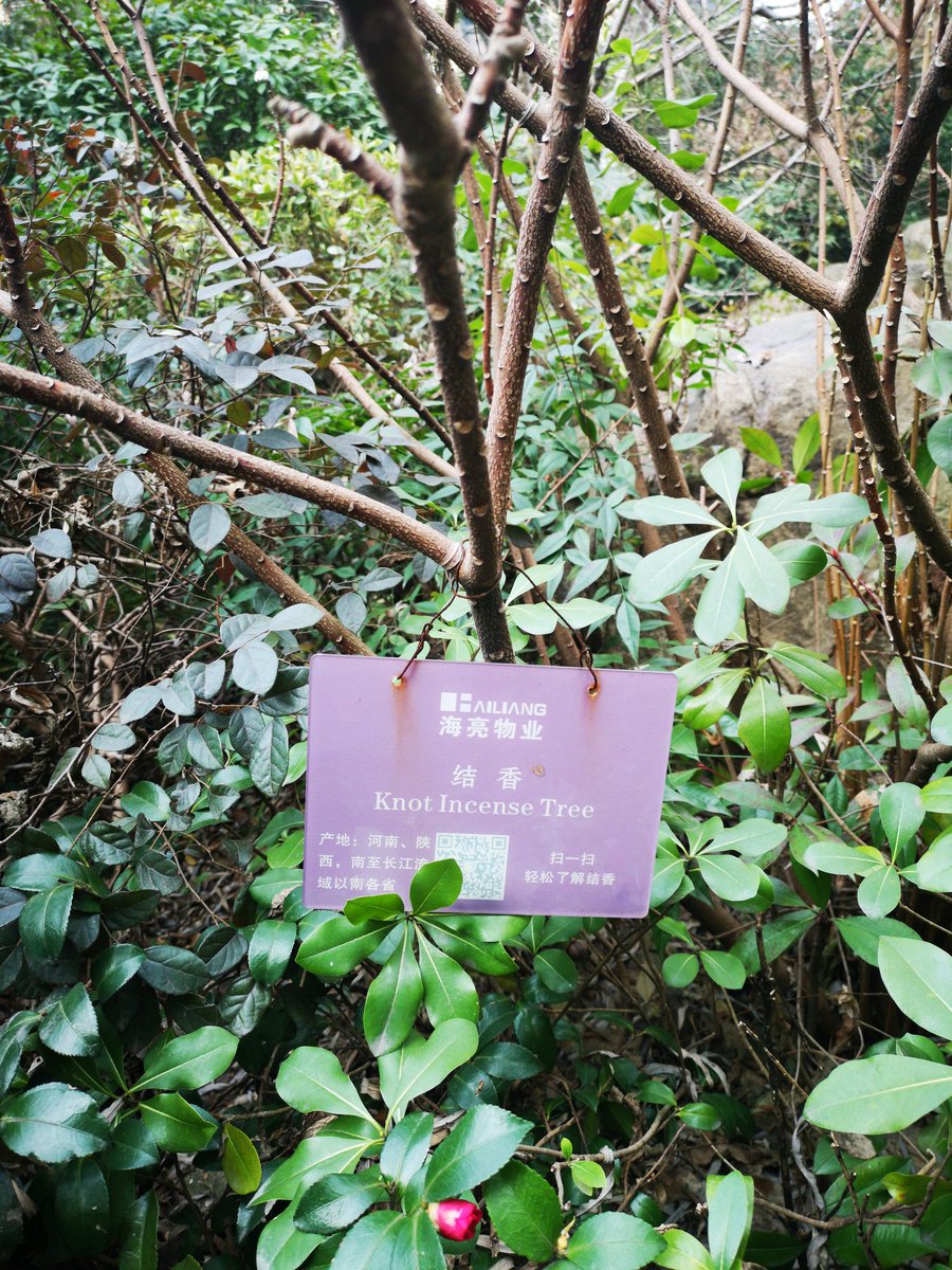 CliveKingshott's tweet image. What is it? @theAliceRoberts @dallascampbell  #treejoke