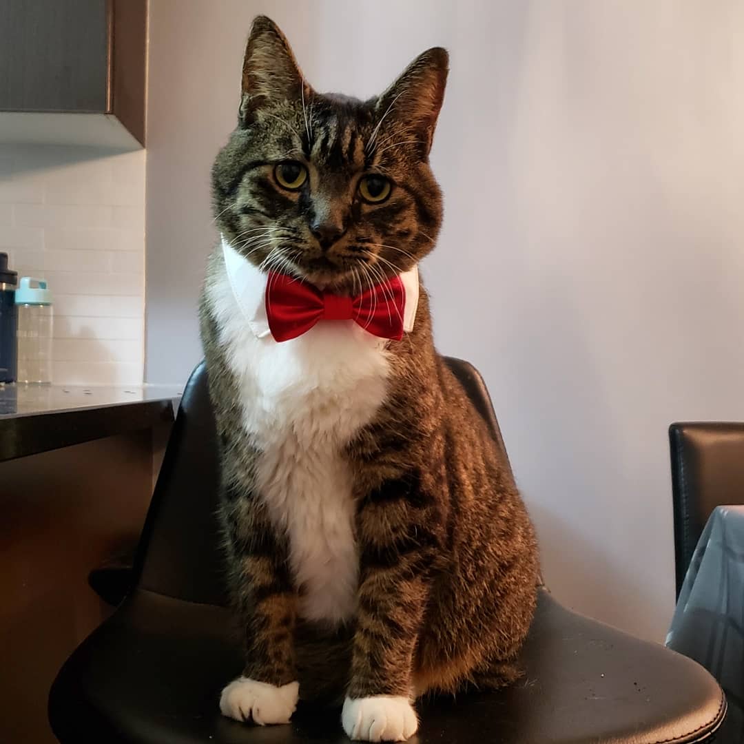 새해복많이받으세요. 😺❤🐖 Happy Lunar New Year.
#2019 #새해 #설날 #새해인사 #새해복 #lunarnewyear #dusidog #loganthemanx