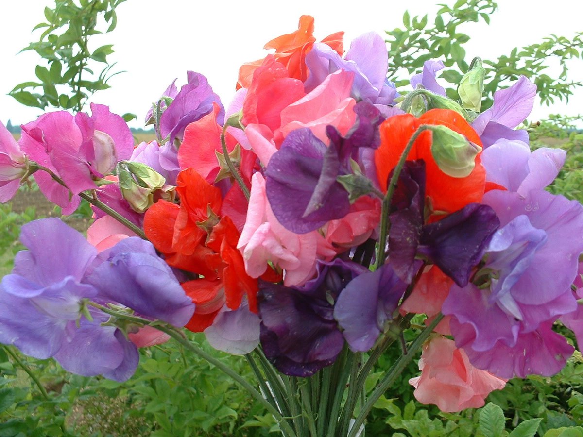 #Gardening one-on-one coaching to teach the how to’s of DIY chores ranging from sowing, cuttings, planting, pruning to composting. #Tetbury