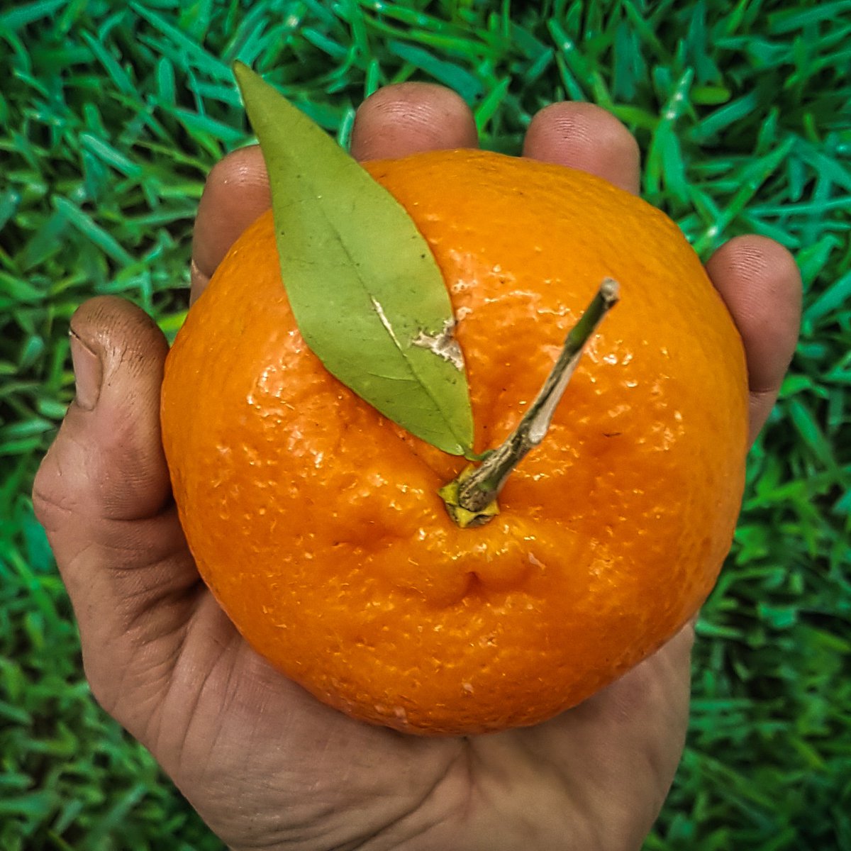 Tattonphoto's tweet photo. @Jontyfruitnveg have super sweet satsumas 26p @Tattonphoto are a big fan #shoplocal #shopseasonal at the @knutsmarket #Knutsford #cheshire . #weneedinternet https://t.co/6opbQyabVx