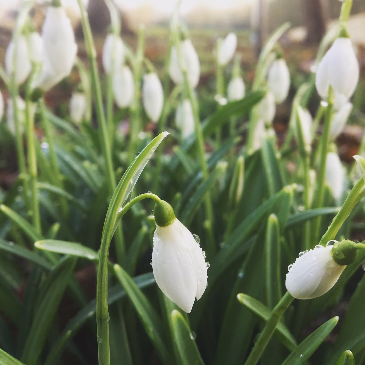 CromerCrem's tweet photo. The grounds are slowly beginning to wake up after its winters sleep. Although we are very much still in winter, spring doesn’t feel so far away now. #snowdrops #cromer #Norfolk #winter #springiscoming #funeral #galanthus #naturelovers #gardens #woodland #cromercrematorium https://t.co/yvPyUJrJmF