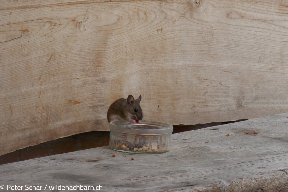 Bei anhaltenden tiefen Minustemperaturen oder grossen Schneemengen kann es Sinn machen, Wildtiere mit Nahrung zu unterstützen. Wir empfehlen, auf die Tierarten abgestimmte Nahrung zu füttern,  Mass zu halten und die Futterplätze sauber und trocken zu halten.
#wildenachbarn