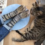 猫の靴下が想像以上に猫だった!