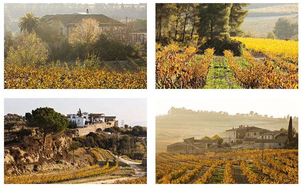VinselCep's tweet photo. 🍇🍇🍇
Molt orgullosos de les nostres vinyes (viticultors des del 1448)
Can Castany | Can Prats | Can Miquel | Can Simon
#cavadeterrer #vinyesvelles #penedès #vinyacellermasia https://t.co/TVGNbLGGkj