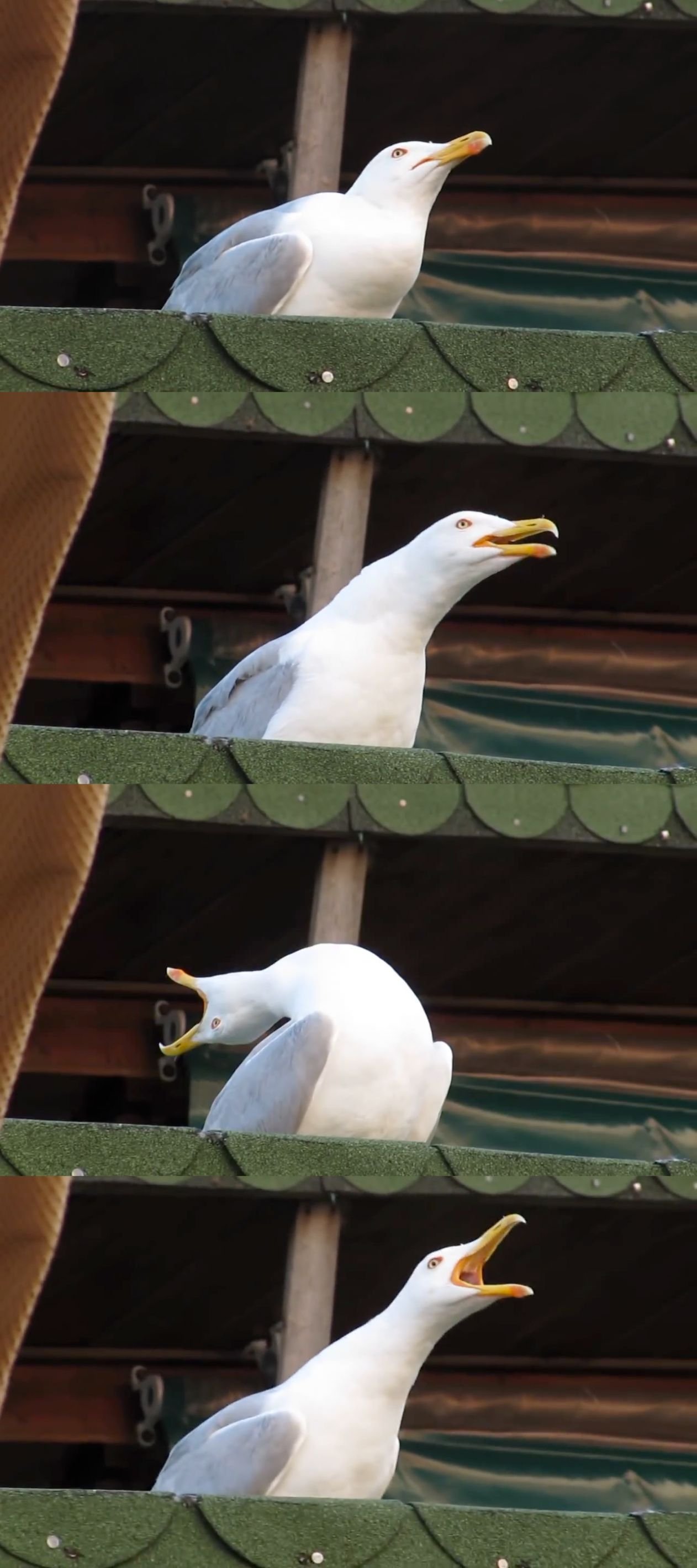 Daubeny show yourself
