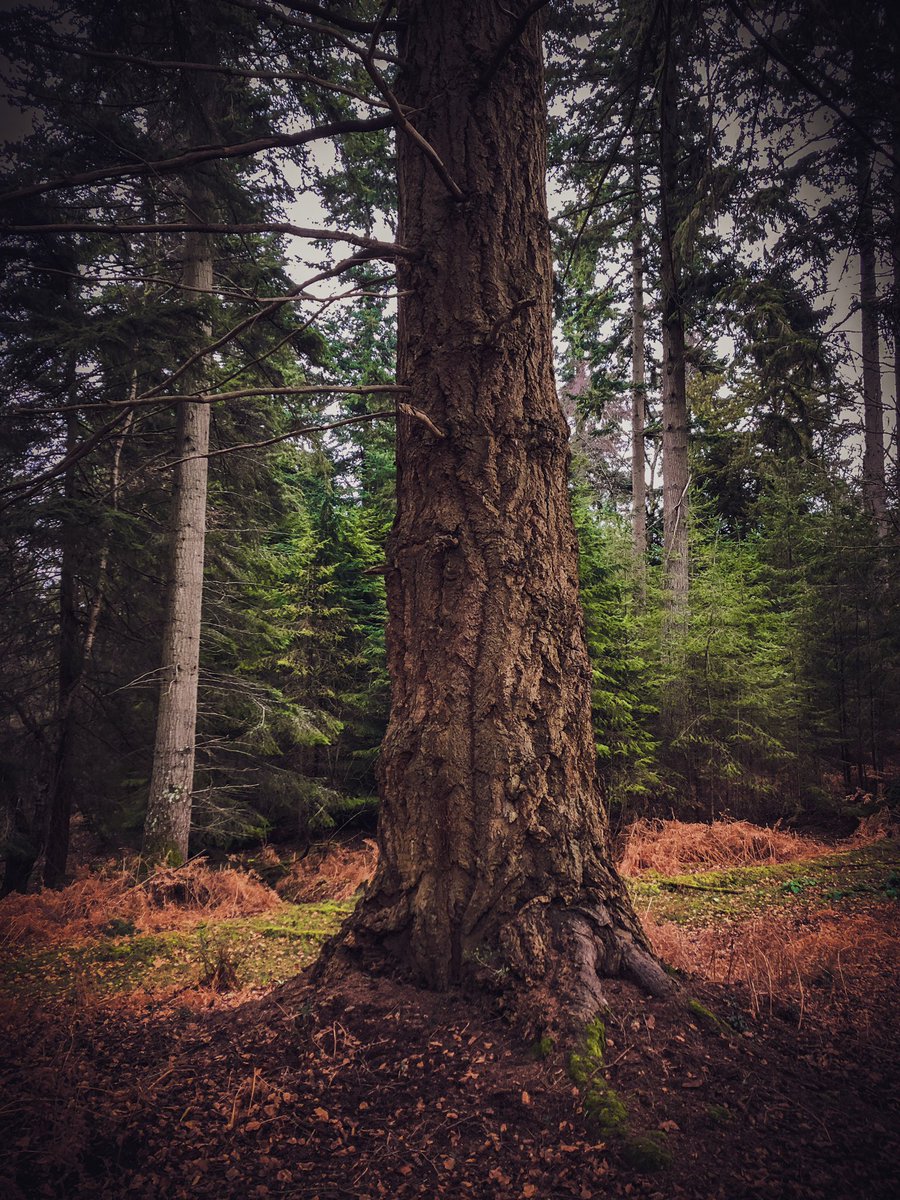 erb_ruth's tweet image. Protect our woodlands #treecharter #standupfortrees #ourworldisworthsaving #forest #naturephotography #Nature #woodland #tree