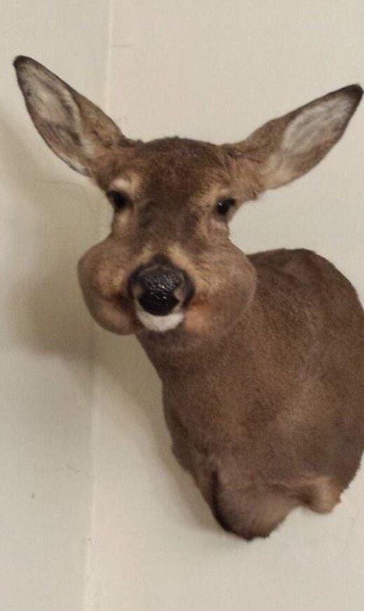 CrapTaxidermy's tweet photo. When the reception desk has complimentary mints... https://t.co/9w9xz45s6u