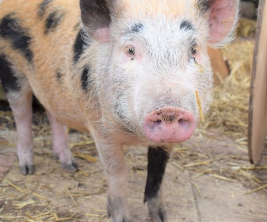 NorthernStarTep's tweet photo. Pigalilly says its her year!
#chinesenewyear2019 #YearOfThePig https://t.co/OMm7d7m9z7