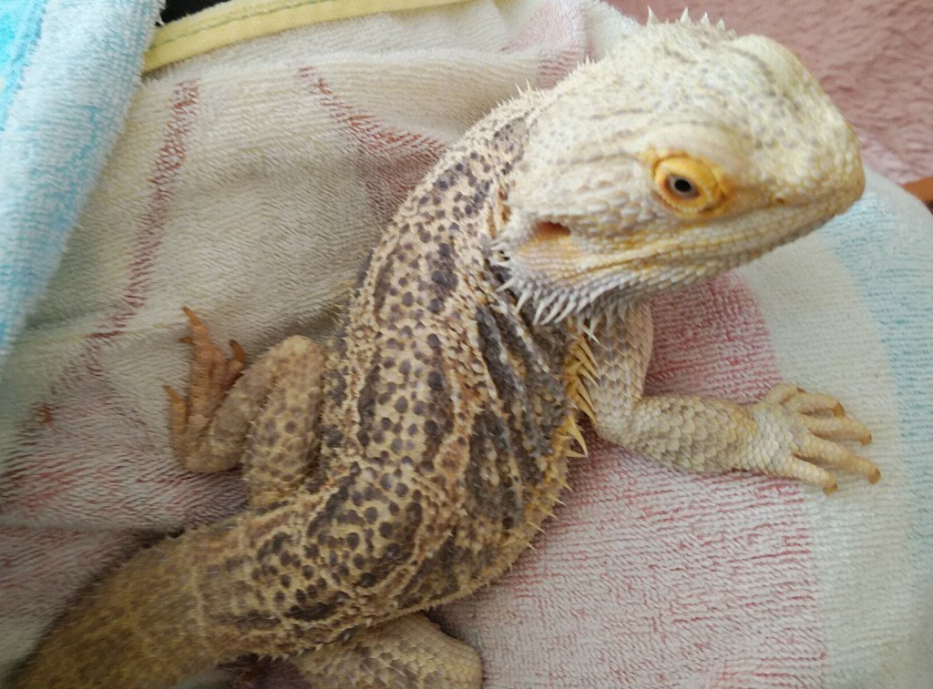 トカゲらぶ Tokagelove18 Twitter