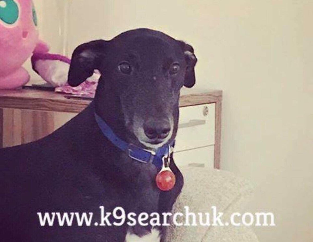 MissingPetsGB's tweet photo. 🐕 Bear now reported as stolen and has CRN. Updated poster from @DoglostUK https://t.co/JpUs3HcgIq